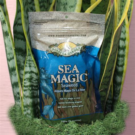 Coastal magic seaweed